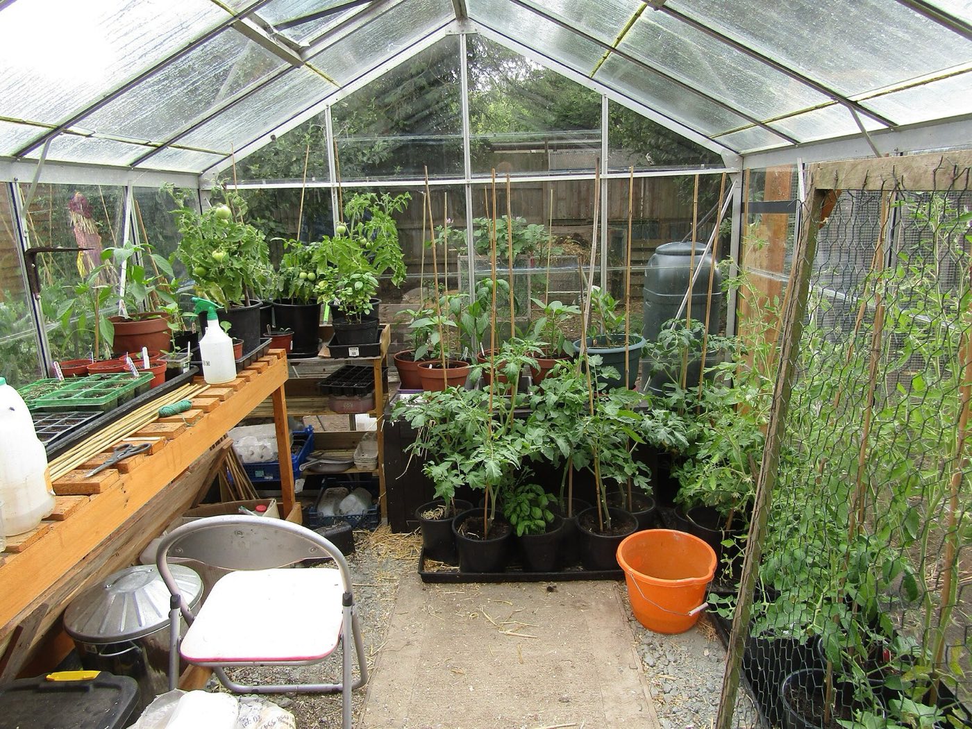 Interior of a greenhouse with growing crops